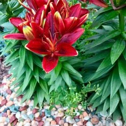 AKASHA Landscaping Rock 5-lb Indoor Decorative Rock -Landscaping Sales Shop 17076906